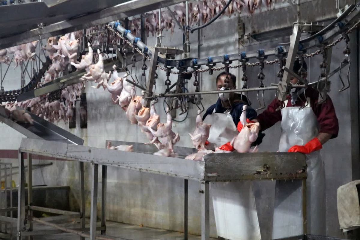 یک میلیون و ۳۶۰ هزار قطعه مرغ در استان قزوین کشتار شده است