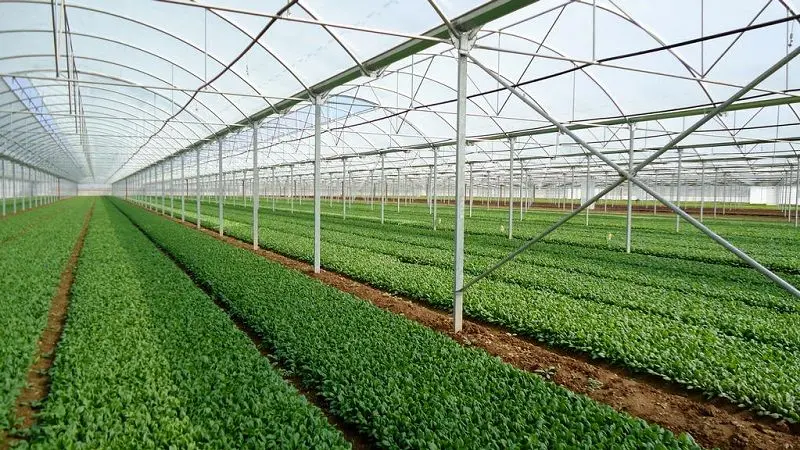 شهرک‌های کشاورزی استان اردبیل توسعه می‌یابد