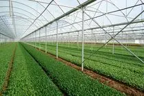 شهرک‌های کشاورزی استان اردبیل توسعه می‌یابد