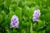 مازندران قطب اصلی صادرات گل و گیاه کشور می‌شود