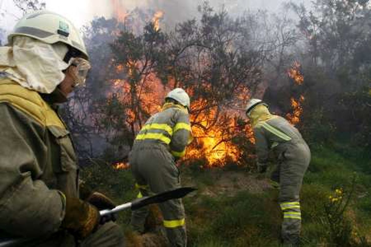 آتش هزاران هکتار از زمین های جنگل سیبری را نابود کرد 