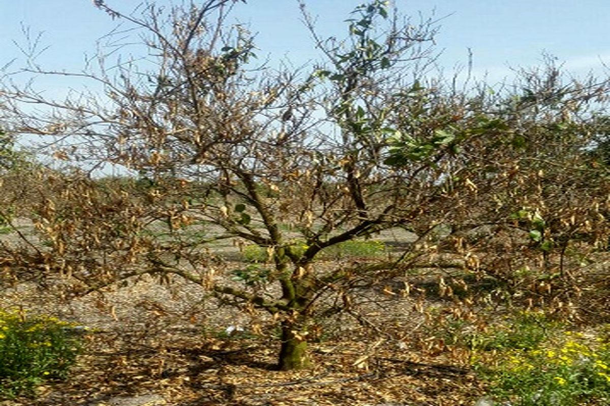 درختانی که هنوز بعد از یک ماه لباس شکوفه‌ای به تن نکرده‌اند/ خواب ابدی برای درختان مرکبات مازندران