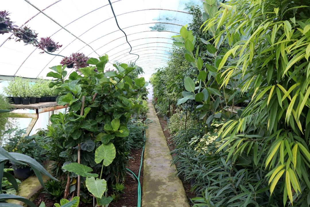 تولید بیش از 2 میلیون بوته گُل فصلی در گلخانه شهرداری ساری