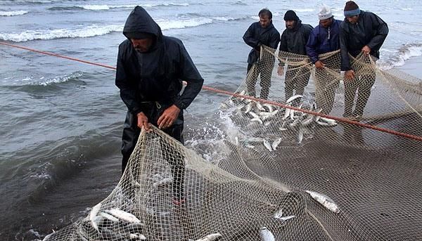 صید هزار تن ماهی استخوانی از دریای خزر/ فعالیت  4 هزار صیاد در آب های ساحلی خزر 