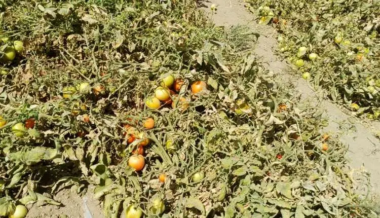 استقبال کشاورزان شهرکرد از کشت زیر پلاستیکی