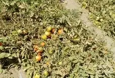 استقبال کشاورزان شهرکرد از کشت زیر پلاستیکی