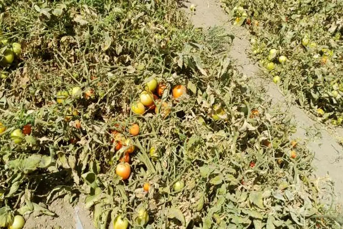 کشاورزی