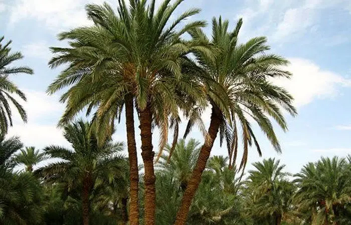 ۲۰ هزار نهال خرما در آتش‌سوزی اروندکنار از بین رفت