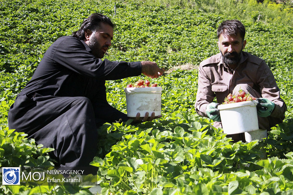 میز توسعه‌ی صادرات توت فرنگی گامی بزرگ در شکوفایی اقتصادی کردستان است