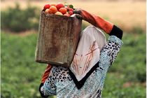 فعالیت 60 صندوق اعتبار خرد روستایی در استان اردبیل