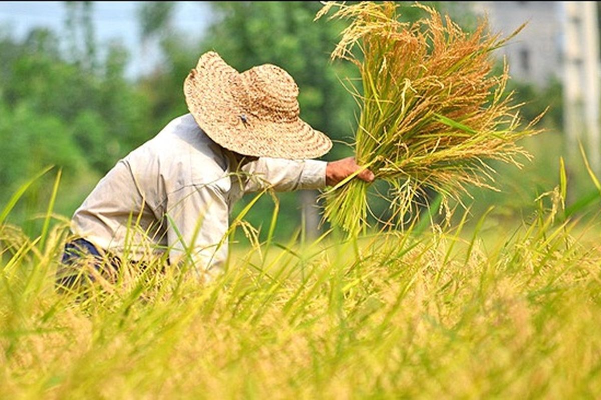 برداشت برنج از شالیزارهای آستارا آغاز شد