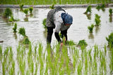 ۶۷ هزار هکتار از شالیزار‌های مازندران به زیر کشت برنج رفت