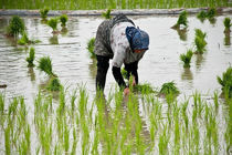 درآمد 750 میلیاردی با آبیاری تناوبی برنج
