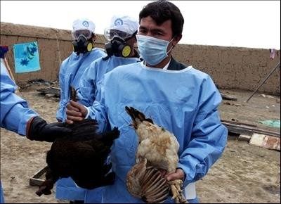 شناسایی اولین کانون ویروس آنفلونزای فوق حاد پرندگان در یاسوج