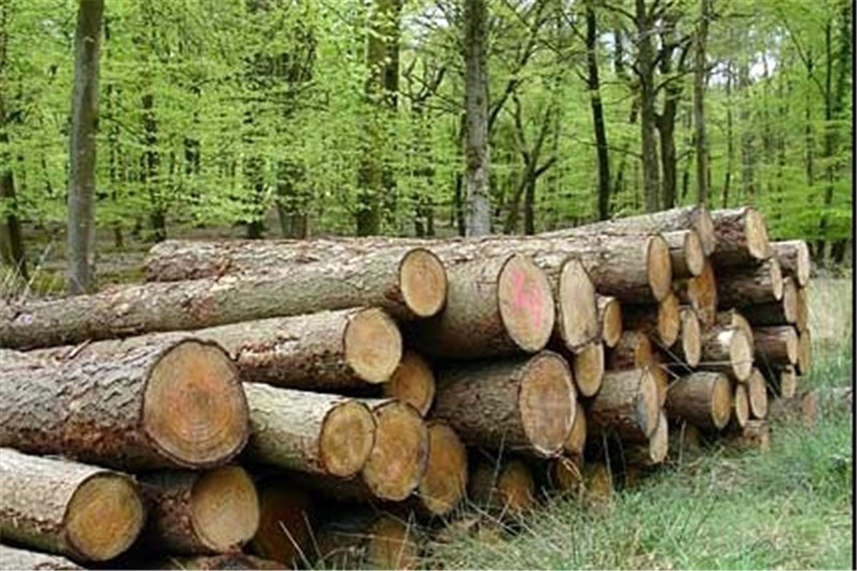 حفظ عرصه‌های منابع طبیعی با زراعت چوب
