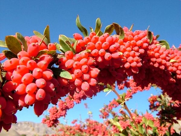 جشنواره یاقوت سرخ کویر ویژه باغداران زرشک