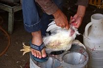 هفت واحد مرغ فروشی در همدان متهم به تقلب شدند