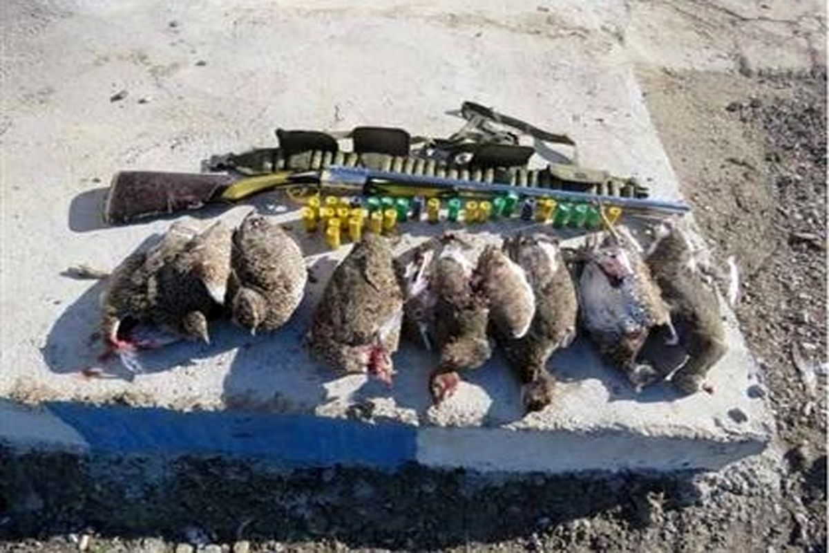 شکارچیان غیرمجاز پرندگان در بیله سوار دستگیر شدند