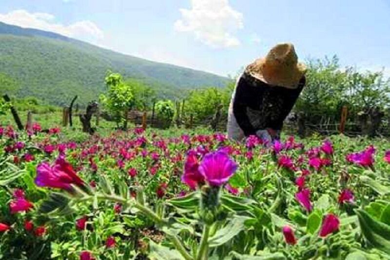 پیش بینی برداشت بیش از 2 هزار کیلو گل گاو زبان در چادگان