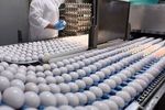 تولید ۸۷۰۰ تن تخم مرغ در واحدهای مرغ تخمگذار استان قزوین