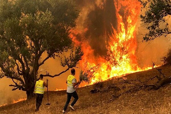 آتش سوزی جنگل های الجزایر ۱۵ کشته برجای گذاشت