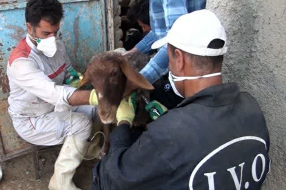 آغاز طرح واکسیناسیون طاعون نشخوار کنندگان کوچک در شهرستان خمین