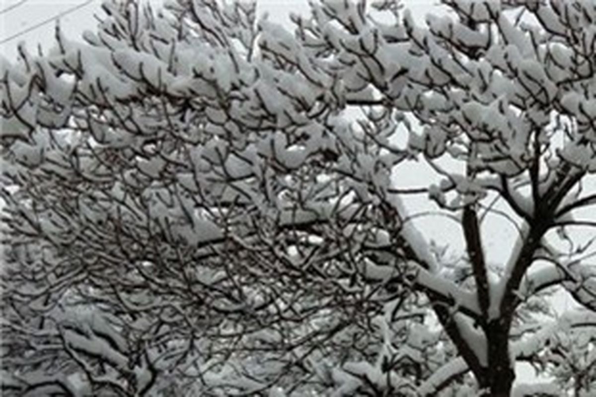 بارش برف مناطق جنوبی مازندران را سفیدپوش کرد