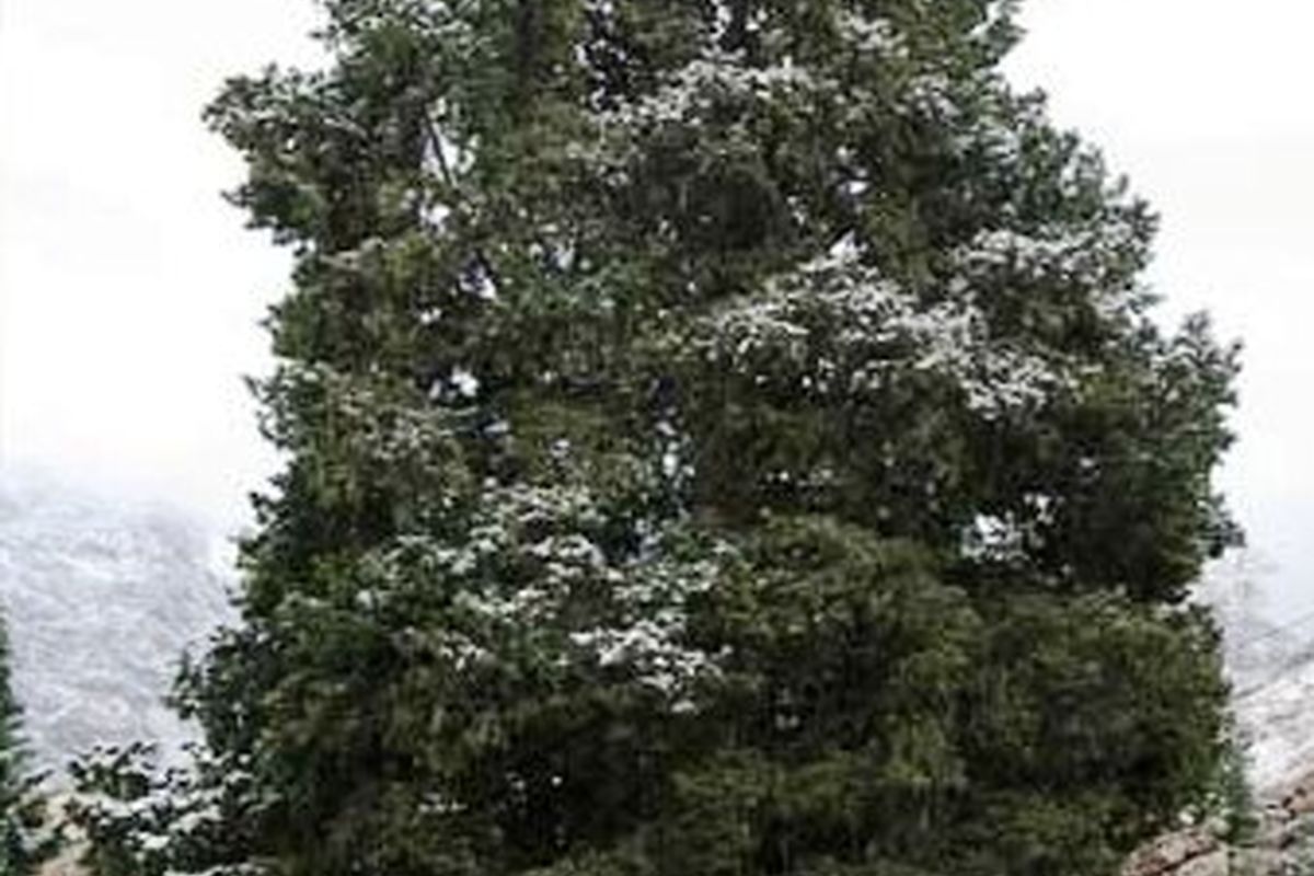 ثبت ۷ درخت کهنسال در فهرست میراثطبیعی ملی