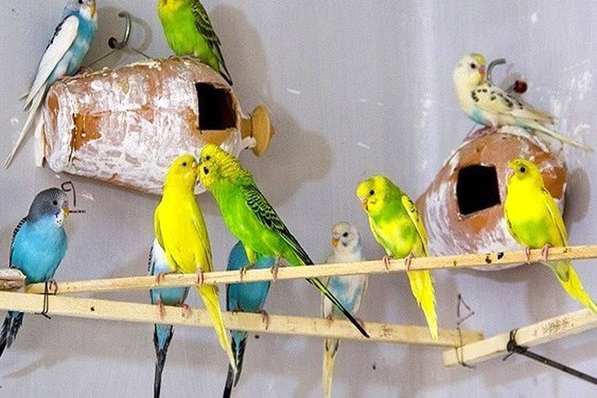 کشف محموله  قاچاق پرندگان زینتی در کاشان