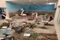 موزه تاریخ طبیعی اردبیل با ۲۰ نمونه تاکسیدرمی جدید غنی‌تر شد
