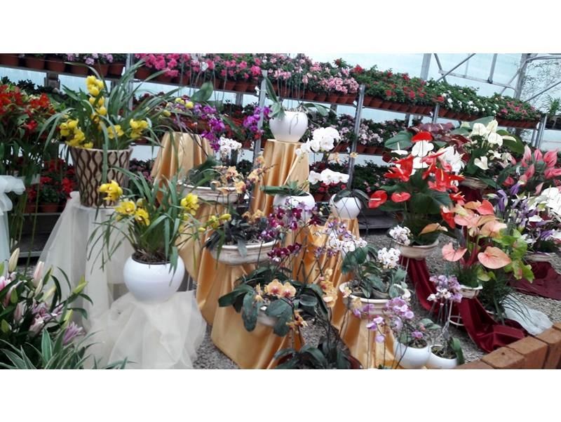 صادرات 126 هزار گلدان گل از نوشهر به خارج از کشور