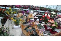 10 هزار گلدان گل از نوشهر به خارج از کشور صادر شد