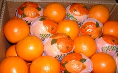 پرتقال تامسون در صدر صادرات مرکبات