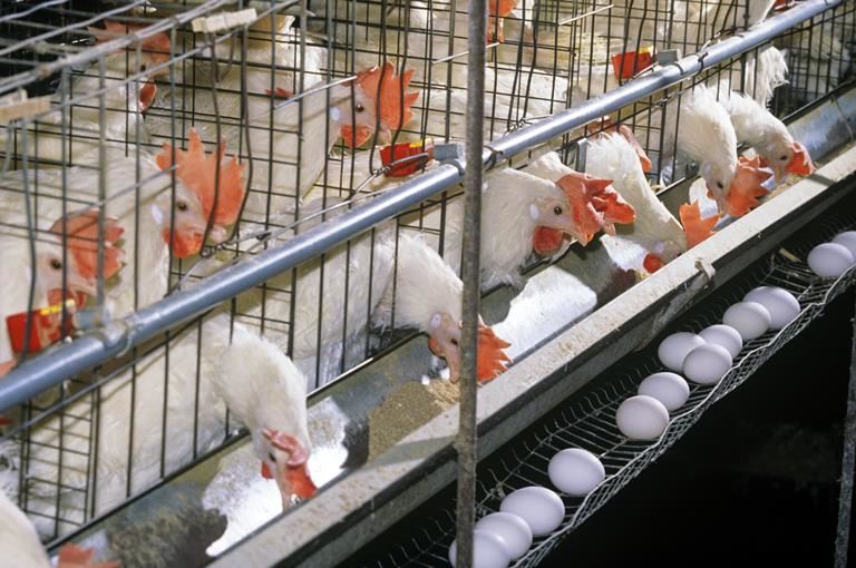 قیمت مرغ و تخم مرغ به زودی در گیلان کاهش پیدا می‌کند /گیلان بزرگترین مرکز تولید مرغ مصرفی کشور است