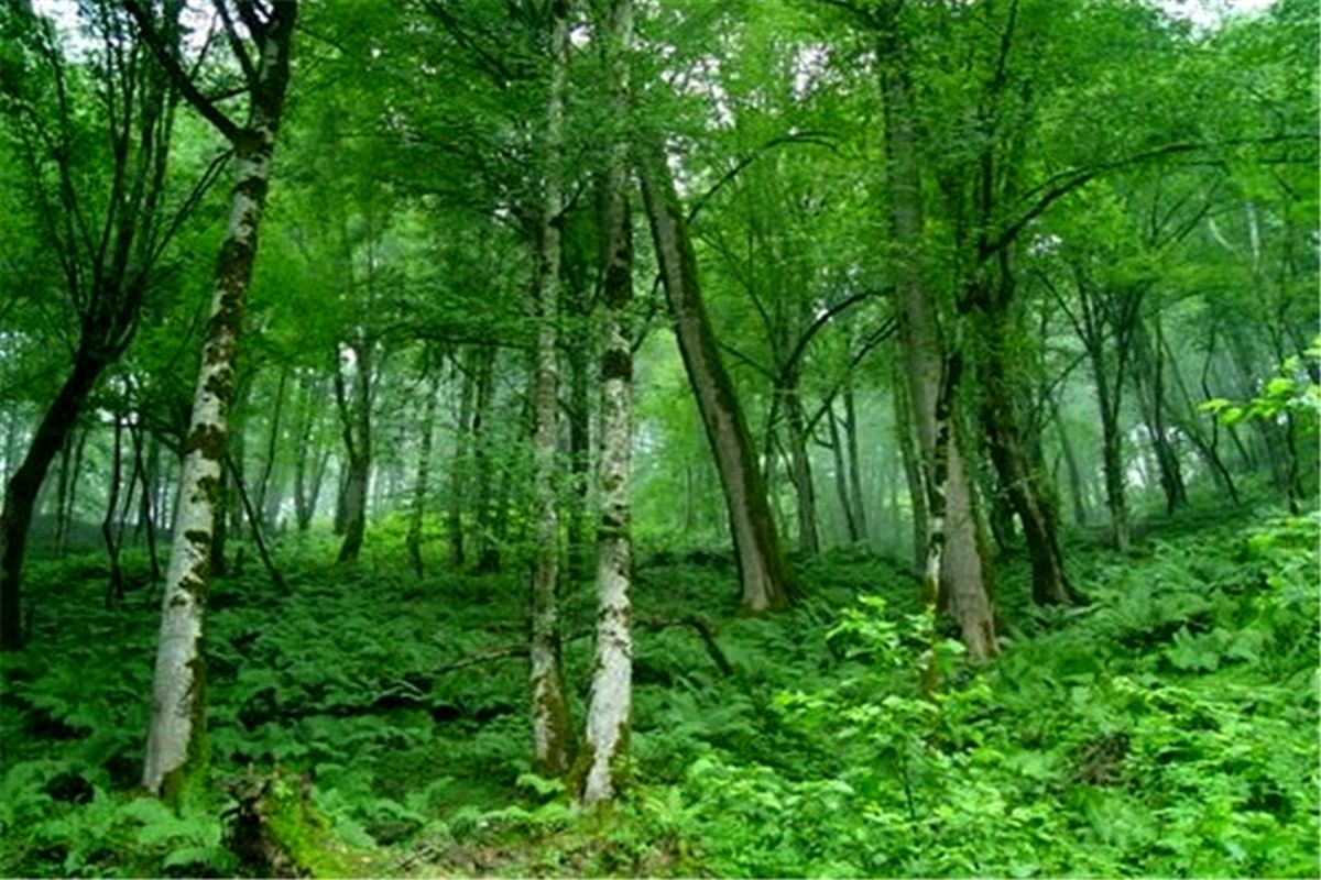 حفاظت از جنگل‌ها ارتباطی با بحث طرح تنفس ندارد