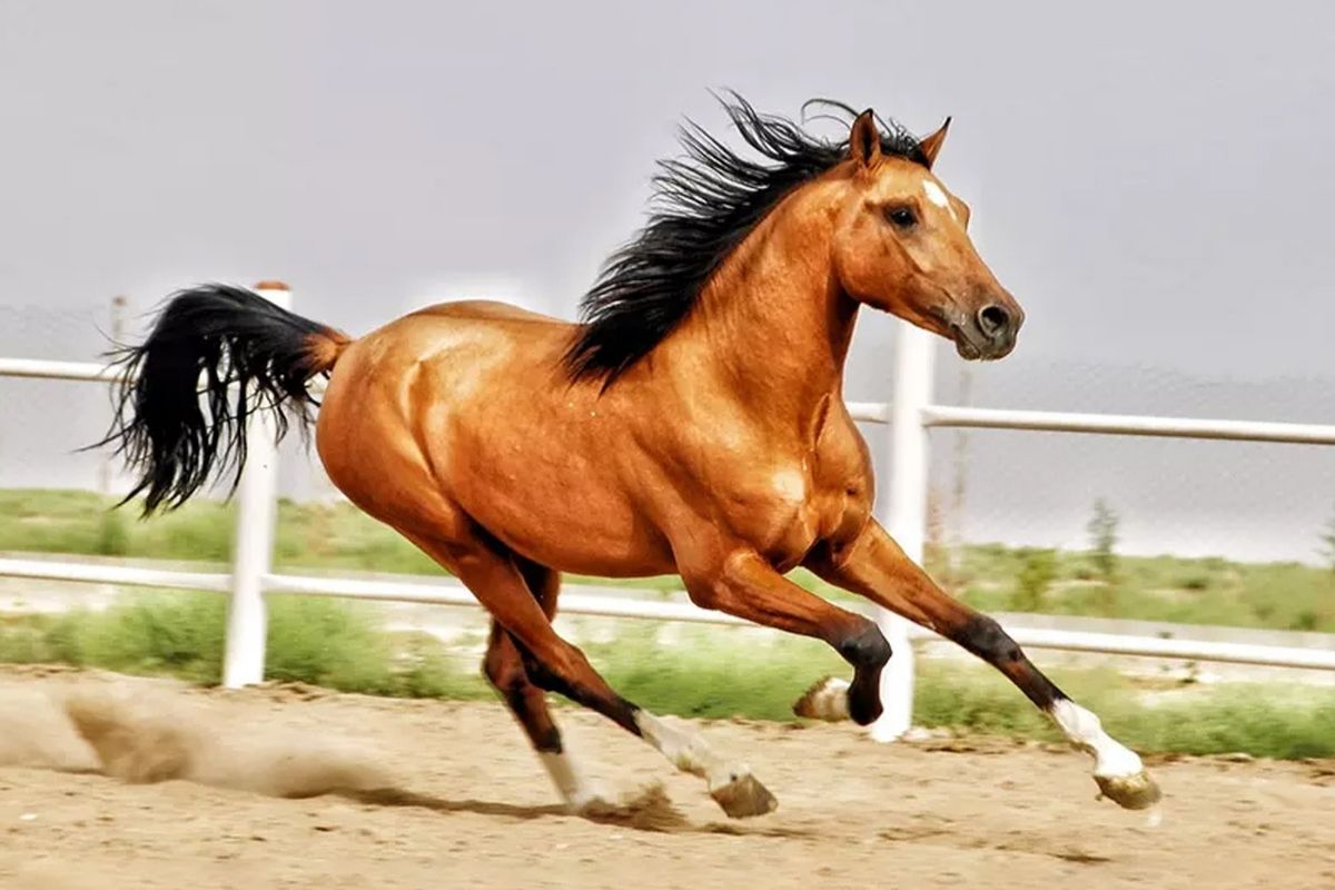 بزرگترین همایش ملی اسب اصیل دره شوری، به میزبانی فارس برگزار می شود 
