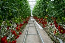 The annual greenhouse production of Iran reached to 4m tones