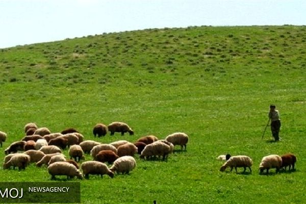 نزدیک به ۸۳ میلیون هکتار مراتع در کشور داریم