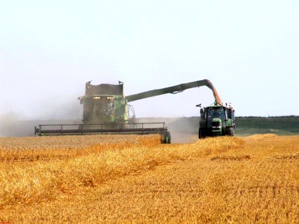 پیش بینی برداشت بیش از ۶۴ هزارتن گندم از مزارع شهرستان مشهد