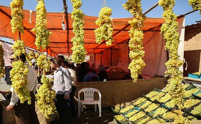 برگزاری چهارمین جشنواره انگور و بوم گردی در حسن رباط 
