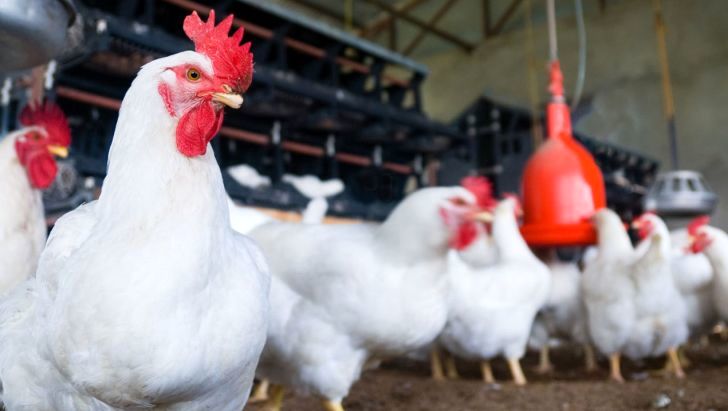 مرغ لاین آرین در بازار گوشت مرغ سهم ۳۰ درصدی پیدا خواهد کرد