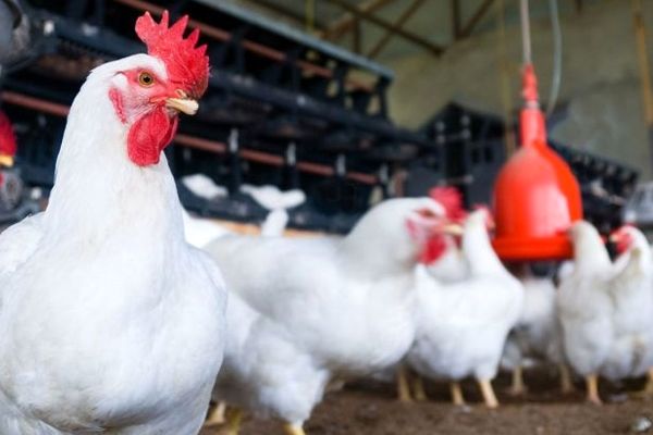 مرغ لاین آرین در بازار گوشت مرغ سهم ۳۰ درصدی پیدا خواهد کرد