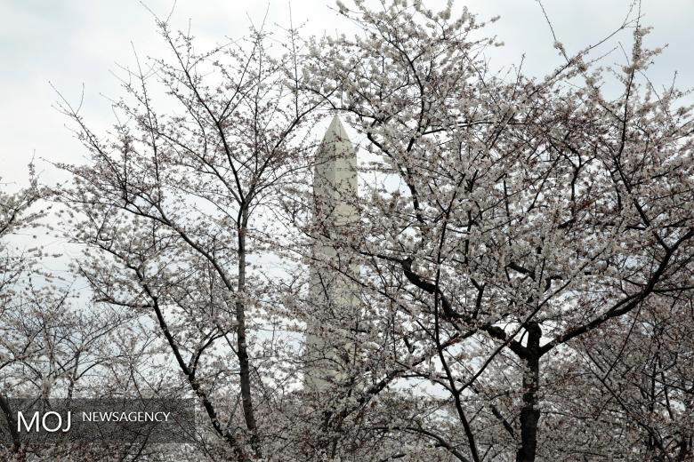 شکوفه های گیلاس در واشنگتن‎