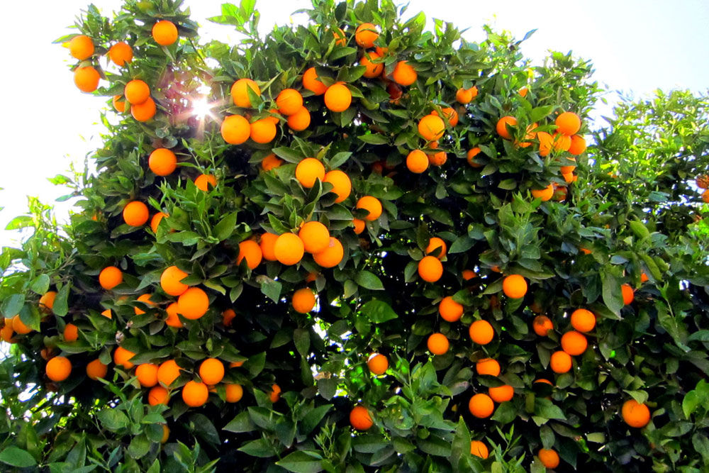 برداشت ۱۲ هزار تن پرتقال از باغ‌های شهرستان میناب 