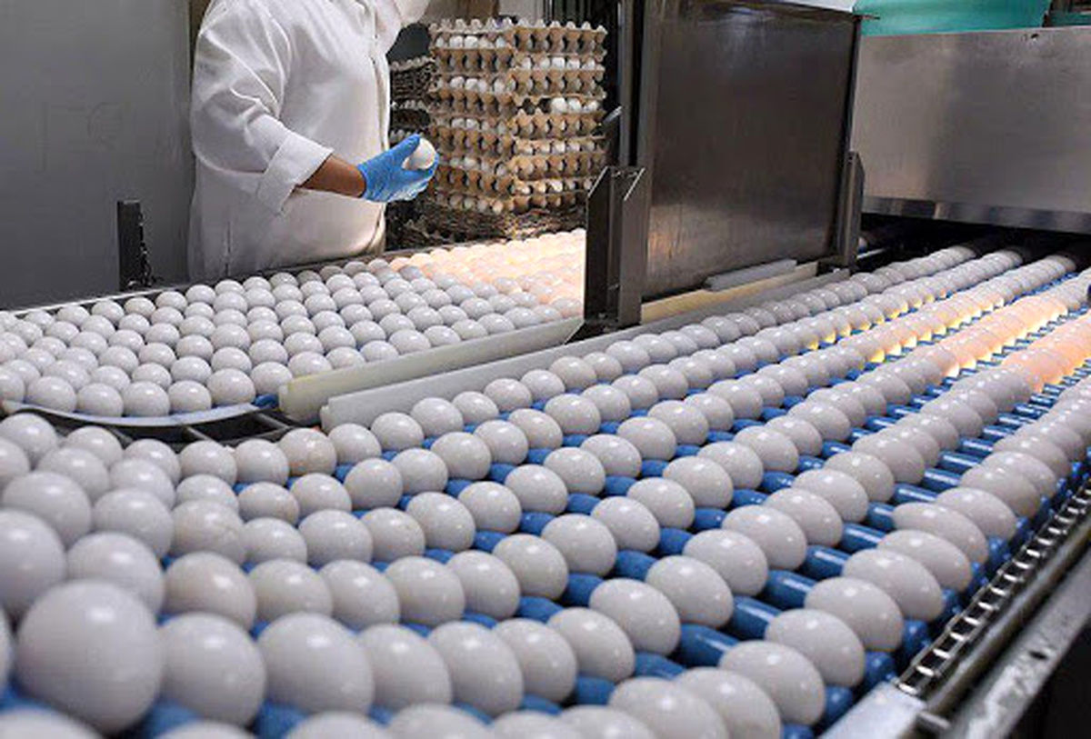 تولید روزانه حدود ۴۰۰ تن تخم مرغ در خراسان رضوی