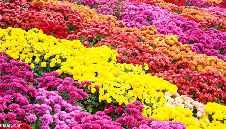کاشت ۹۰ هزار بوته گل داوودی در مناطق پانزده گانه شهر اصفهان
