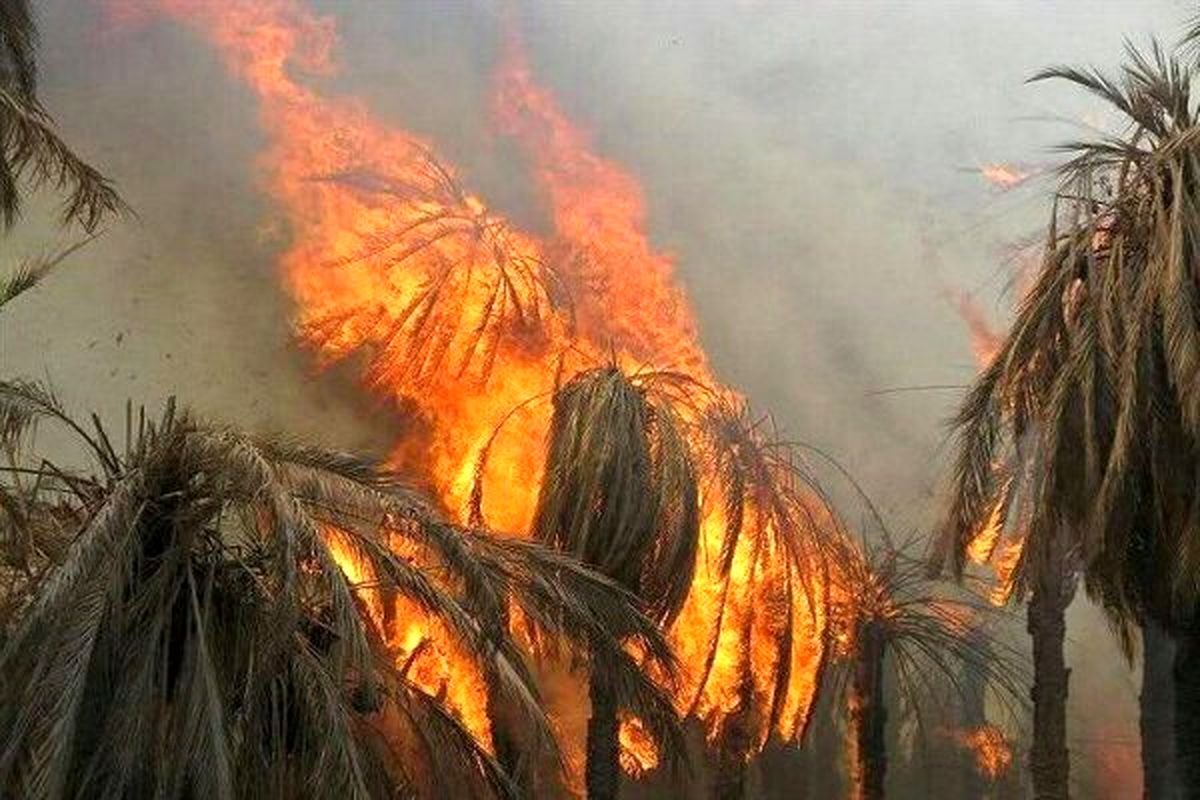 آتش سوزی درباغ‌های روستای توشهر احمدی