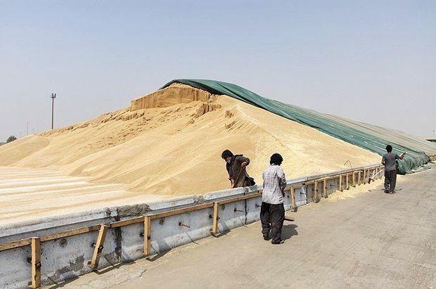 پرداخت 50 درصد وجوه کشاورزان خوزستانی که به سیلو گندم تحویل دادند