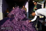 قاچاق ماهیانه حداقل ۱۰ تن زعفران از کشور