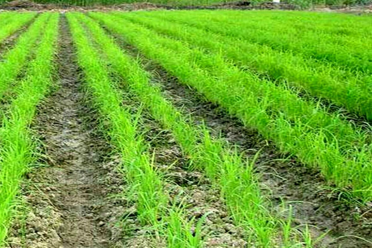 خشکه‌کاری برنج بر کیفیت محصول هنگام کشت تاثیر ندارد